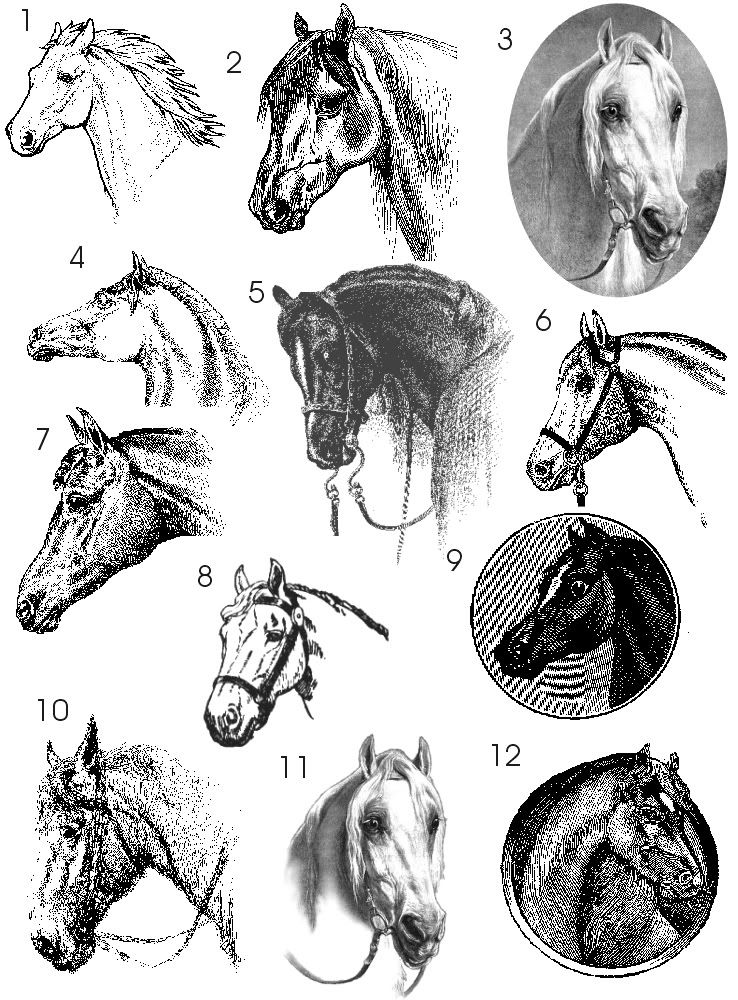 Horse Heads Photo by waleswoman Photobucket